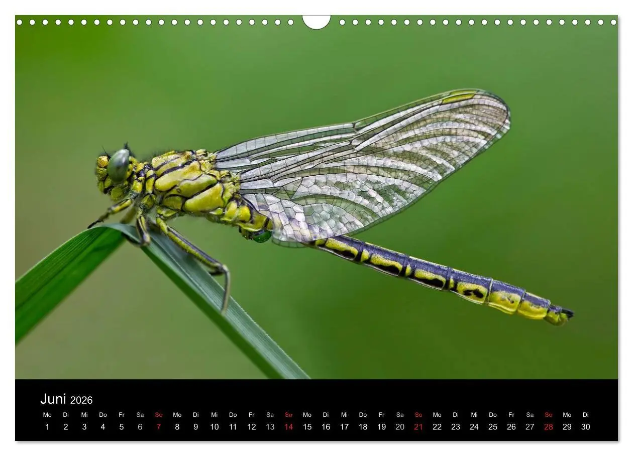 Bild: 9783516009422 | Libellen im Ried (Wandkalender 2026 DIN A3 quer), CALVENDO...
