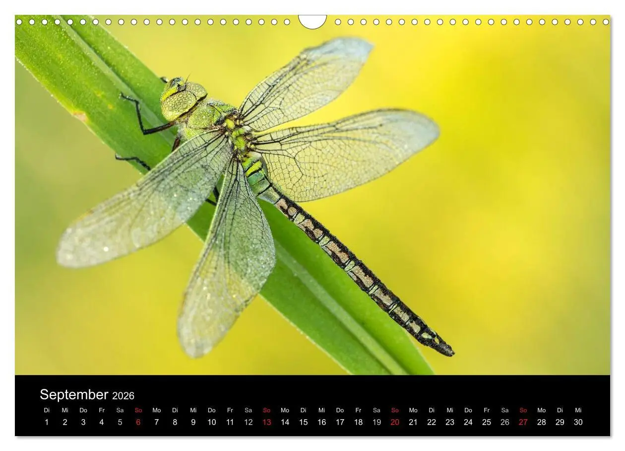 Bild: 9783516009422 | Libellen im Ried (Wandkalender 2026 DIN A3 quer), CALVENDO...