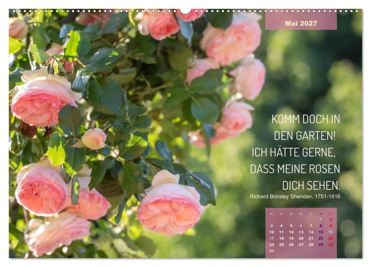 Bild: 9783569409422 | Rose Königin des Gartens (hochwertiger Premium Wandkalender 2027...