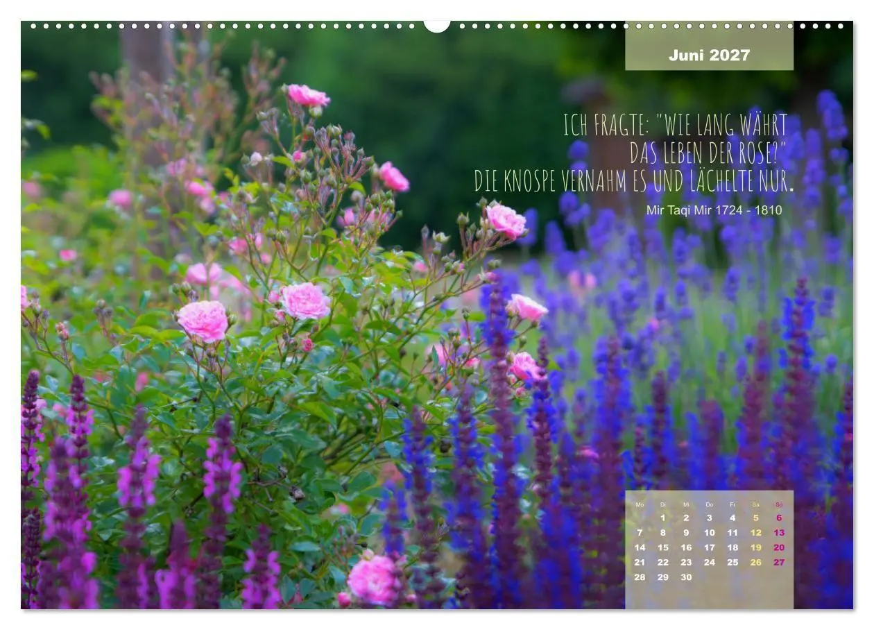 Bild: 9783569409422 | Rose Königin des Gartens (hochwertiger Premium Wandkalender 2027...