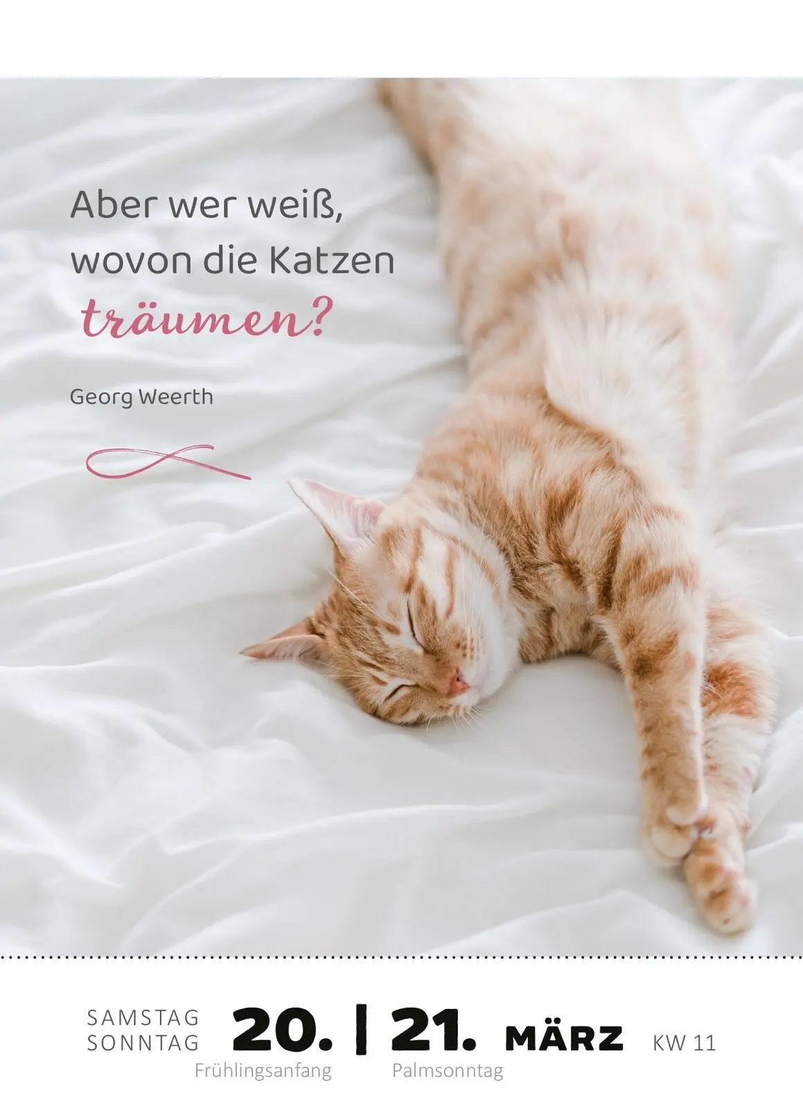 Bild: 4014489139522 | Abreißkalender Katzenweisheiten 2027 | Kalender | 640 S. | Deutsch