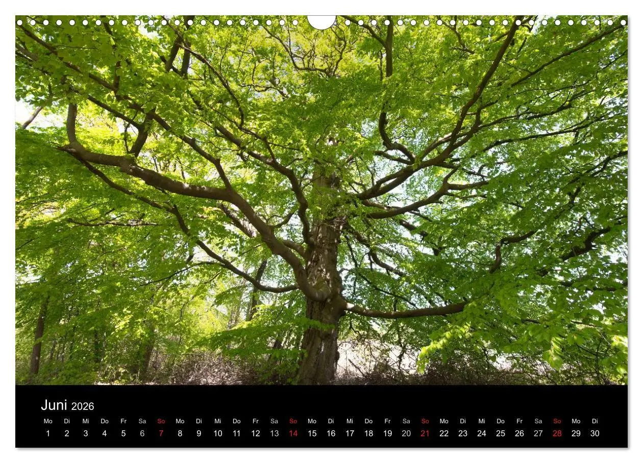 Bild: 9783516099522 | Mecklenburg - Vorpommern (Wandkalender 2026 DIN A3 quer), CALVENDO...
