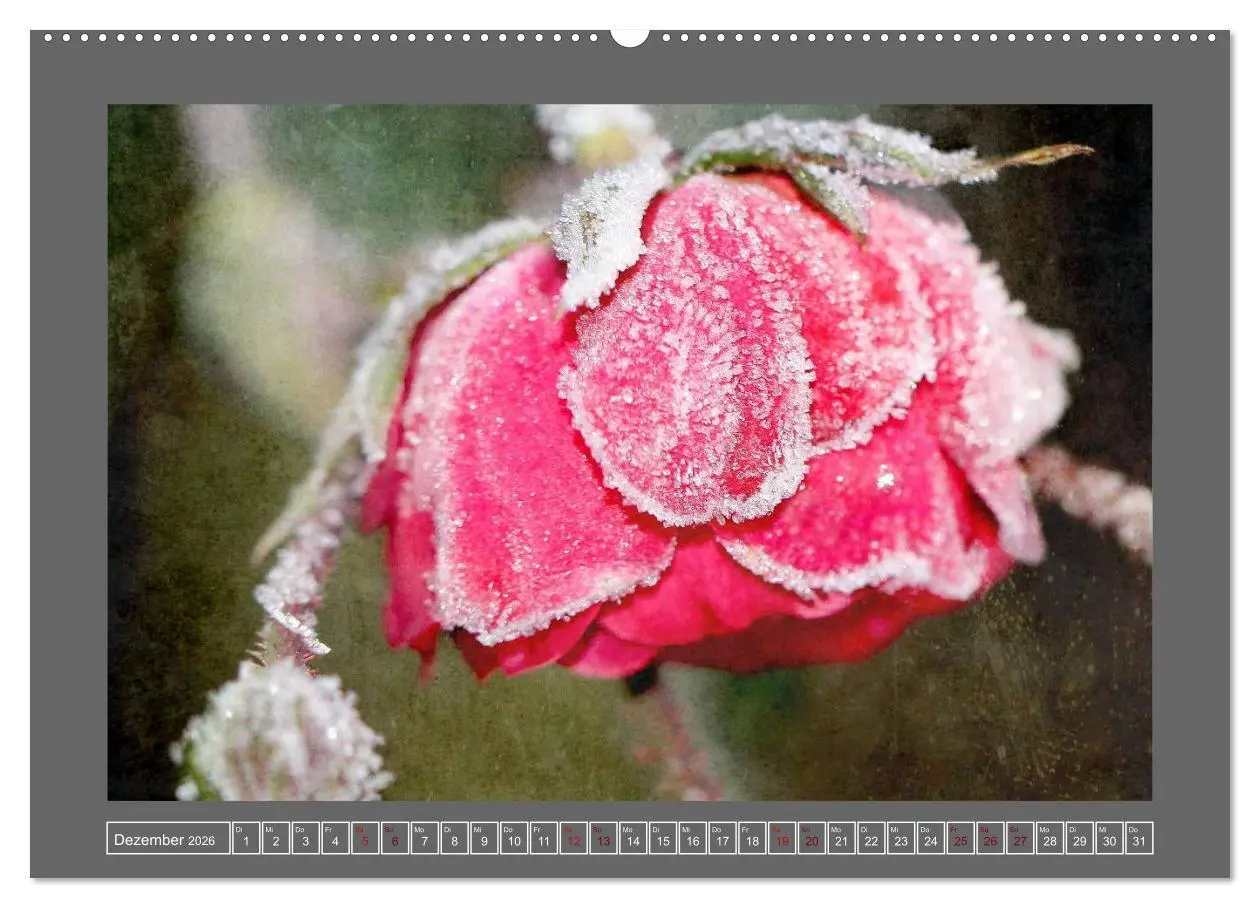 Bild: 9783516229622 | Blumen für dich (Wandkalender 2026 DIN A2 quer), CALVENDO...