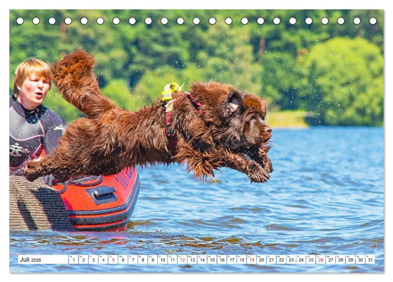 Bild: 9783457819722 | Neufundländer - Das Wasser ist ihr Element (Tischkalender 2026 DIN...