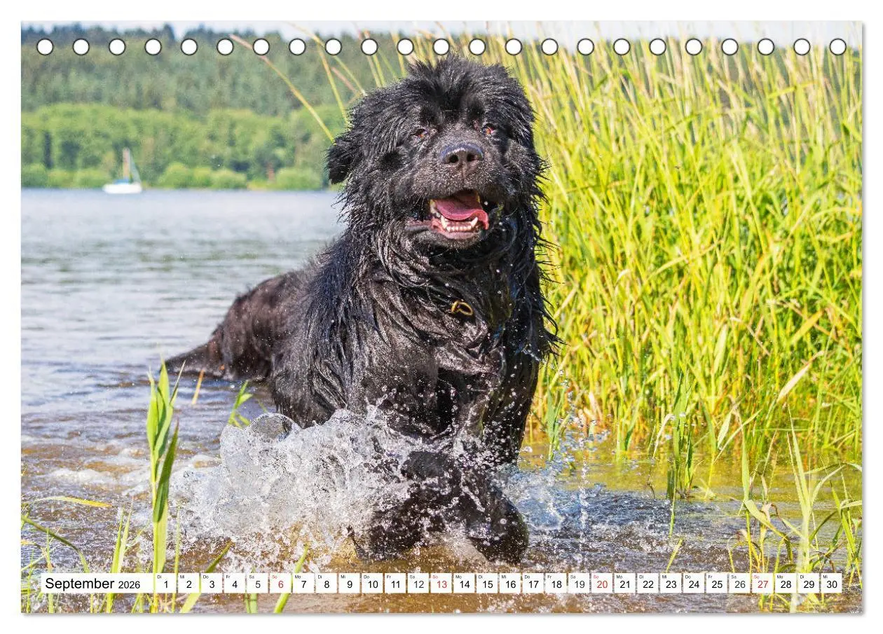 Bild: 9783457819722 | Neufundländer - Das Wasser ist ihr Element (Tischkalender 2026 DIN...