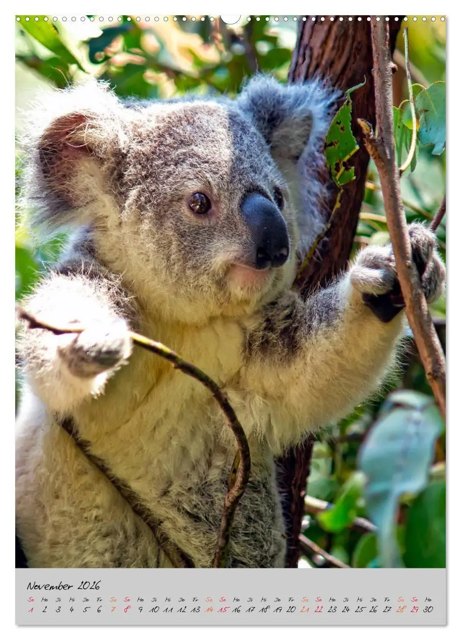 Bild: 9783516379822 | Koala, kleiner Bär (hochwertiger Premium Wandkalender 2026 DIN A2...