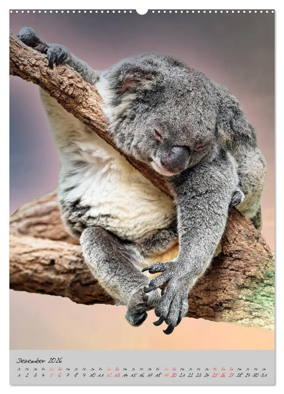 Bild: 9783516379822 | Koala, kleiner Bär (hochwertiger Premium Wandkalender 2026 DIN A2...