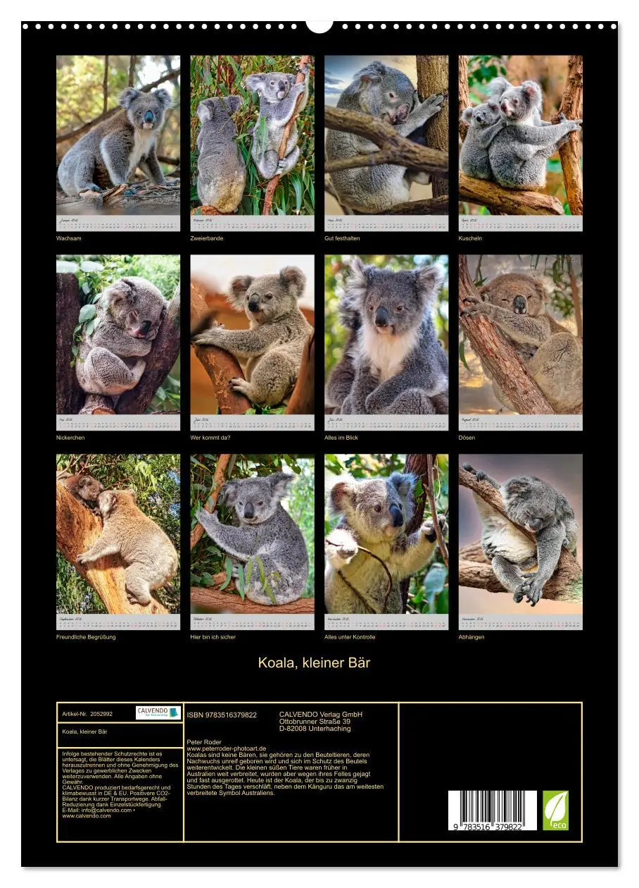 Bild: 9783516379822 | Koala, kleiner Bär (hochwertiger Premium Wandkalender 2026 DIN A2...