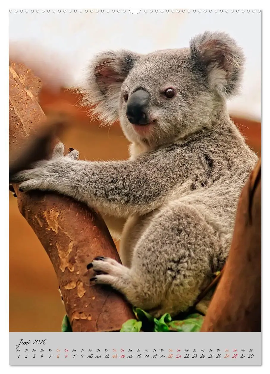 Bild: 9783516379822 | Koala, kleiner Bär (hochwertiger Premium Wandkalender 2026 DIN A2...