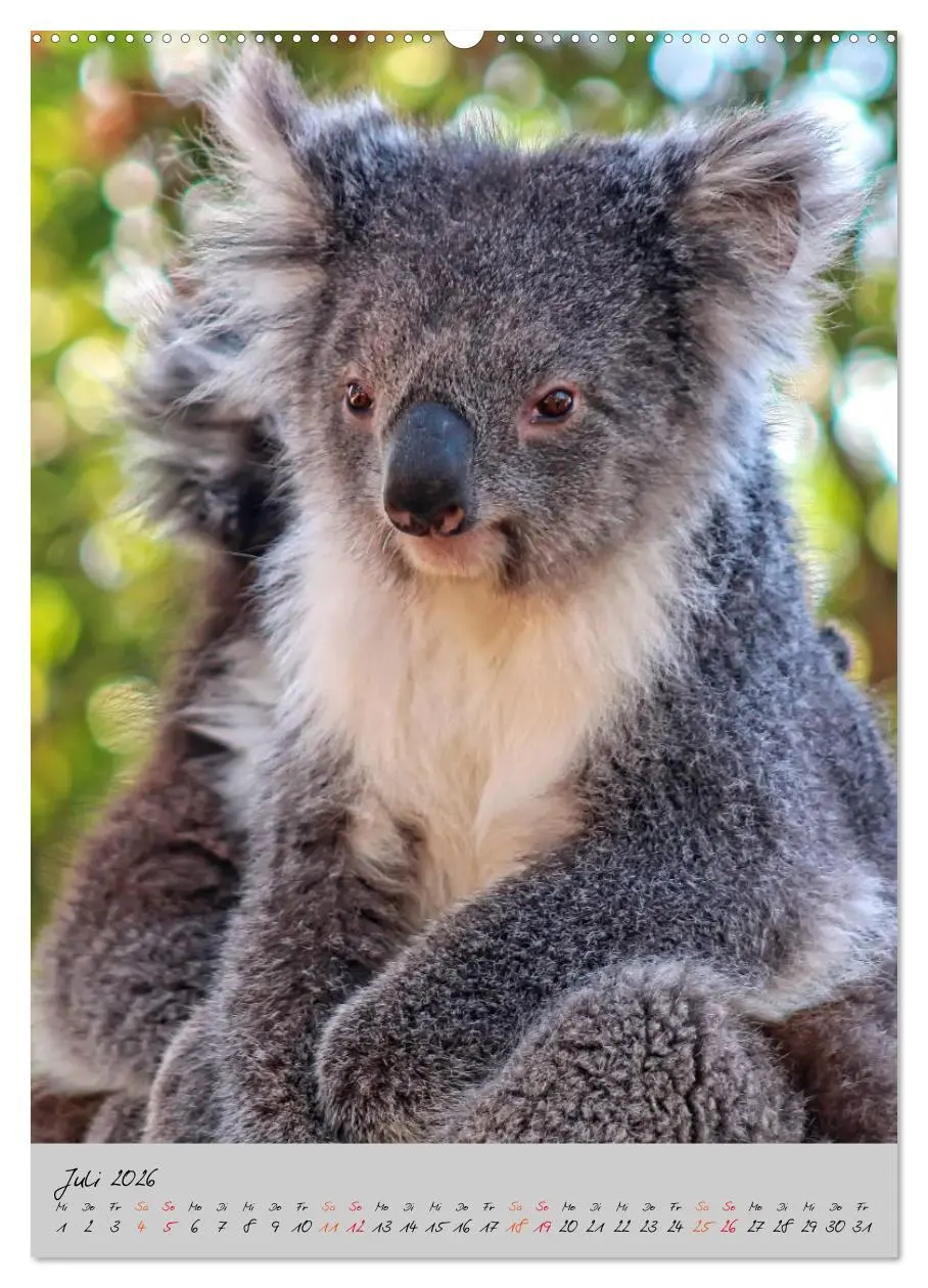 Bild: 9783516379822 | Koala, kleiner Bär (hochwertiger Premium Wandkalender 2026 DIN A2...