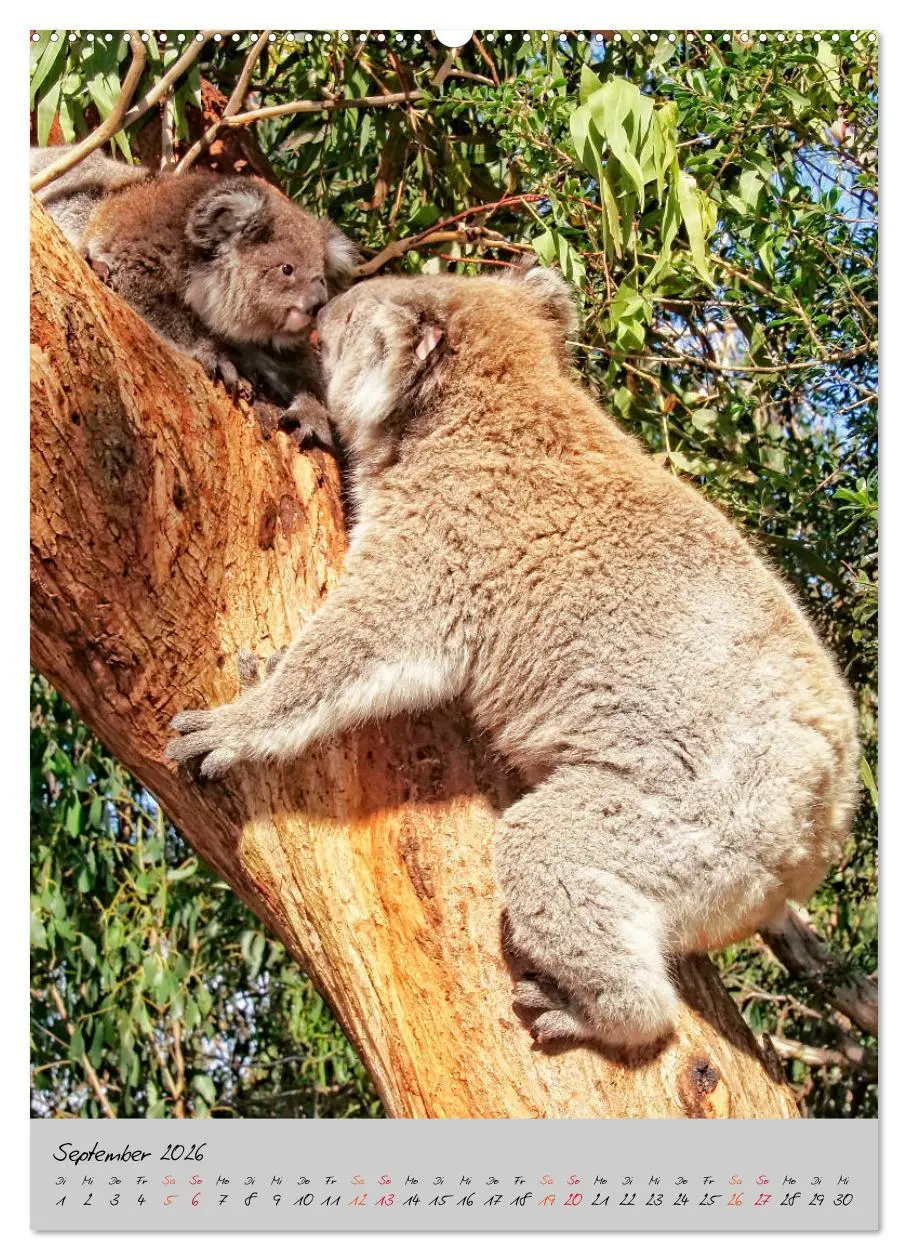 Bild: 9783516379822 | Koala, kleiner Bär (hochwertiger Premium Wandkalender 2026 DIN A2...