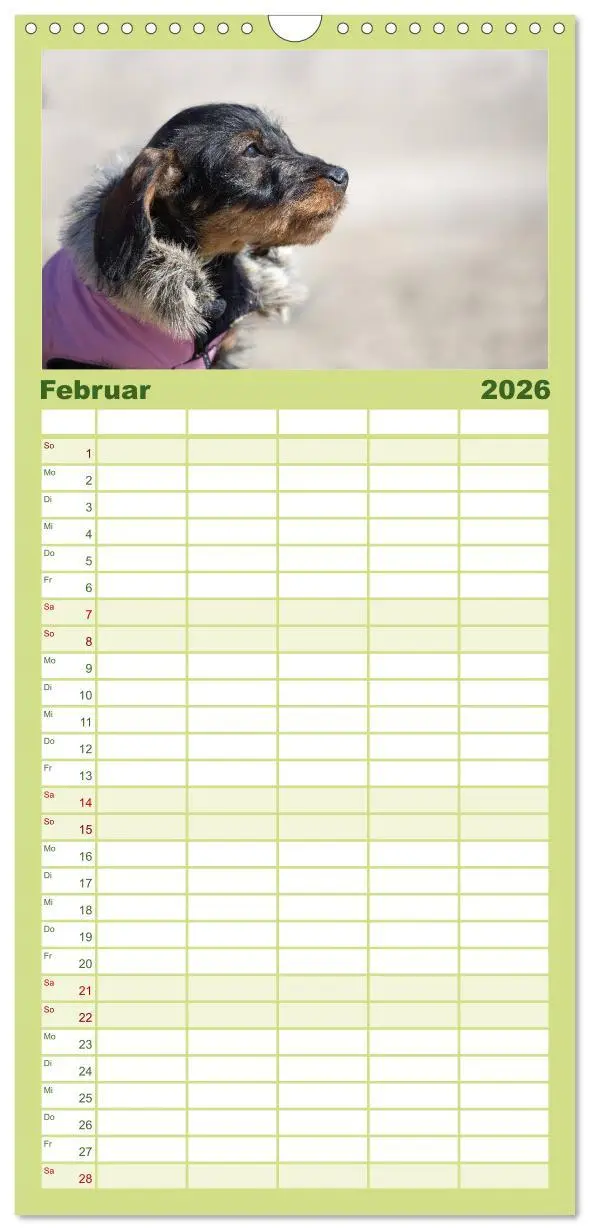 Bild: 9783516519822 | Familienplaner 2026 - DACKEL DACHSHUND TECKEL 2026 mit 5 Spalten...