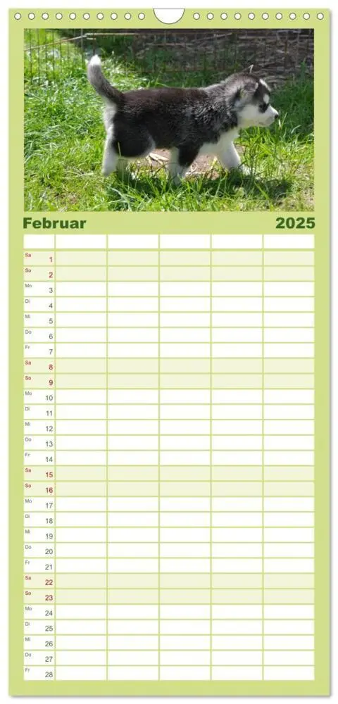 Bild: 9783457109922 | Familienplaner 2025 - Husky Welpen mit 5 Spalten (Wandkalender, 21...