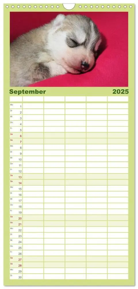 Bild: 9783457109922 | Familienplaner 2025 - Husky Welpen mit 5 Spalten (Wandkalender, 21...