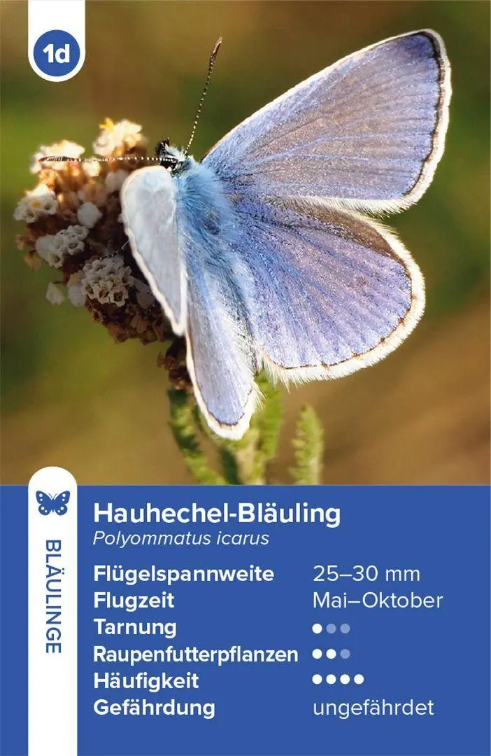 Bild: 4262494720123 | Einheimische Schmetterlinge - das Quartett-Spiel | Haupt Verlag | 2026