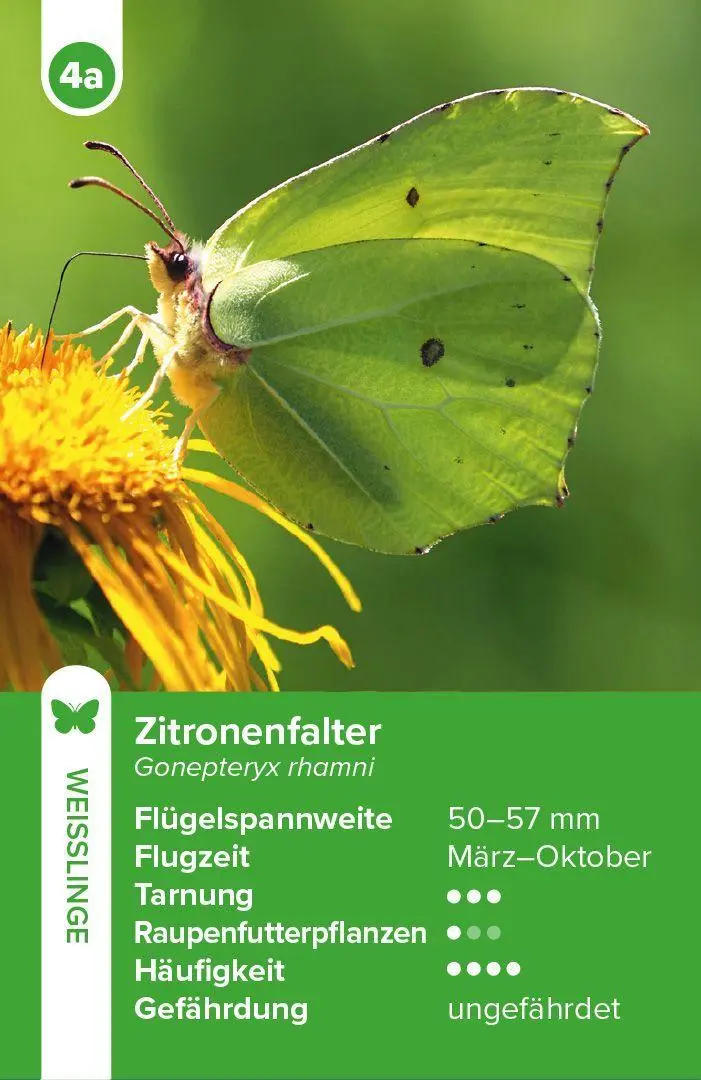 Bild: 4262494720123 | Einheimische Schmetterlinge - das Quartett-Spiel | Haupt Verlag | 2026