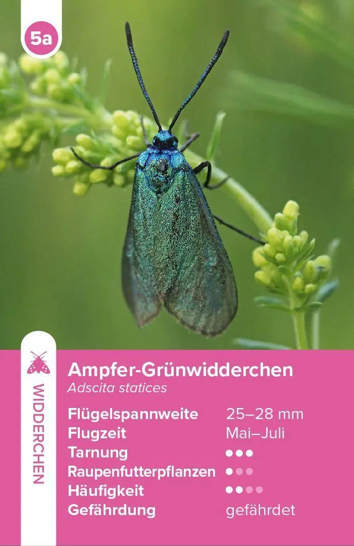 Bild: 4262494720123 | Einheimische Schmetterlinge - das Quartett-Spiel | Haupt Verlag | 2026