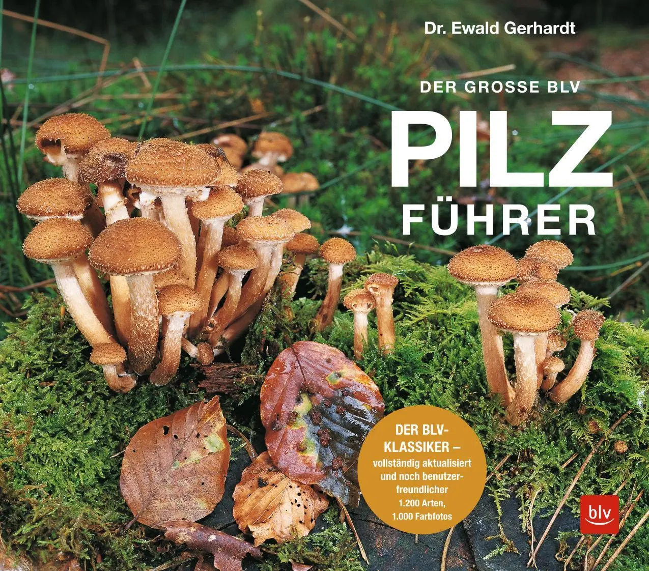 Bild: 9783967470123 | Der große BLV Pilzführer | Ewald Gerhardt | Taschenbuch | 736 S. | BLV