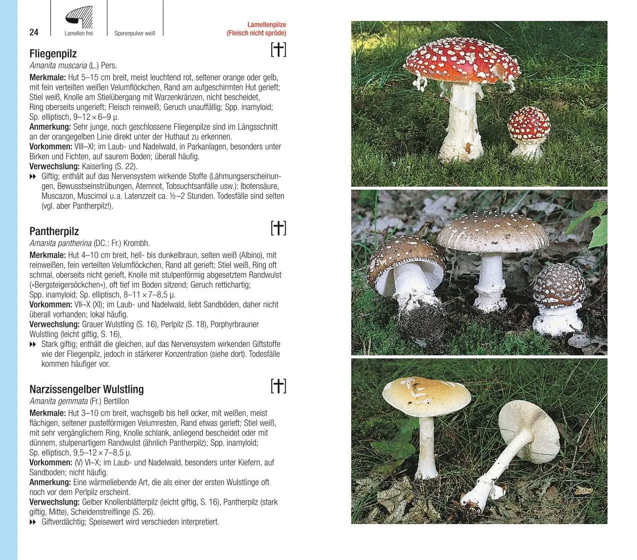 Bild: 9783967470123 | Der große BLV Pilzführer | Ewald Gerhardt | Taschenbuch | 736 S. | BLV