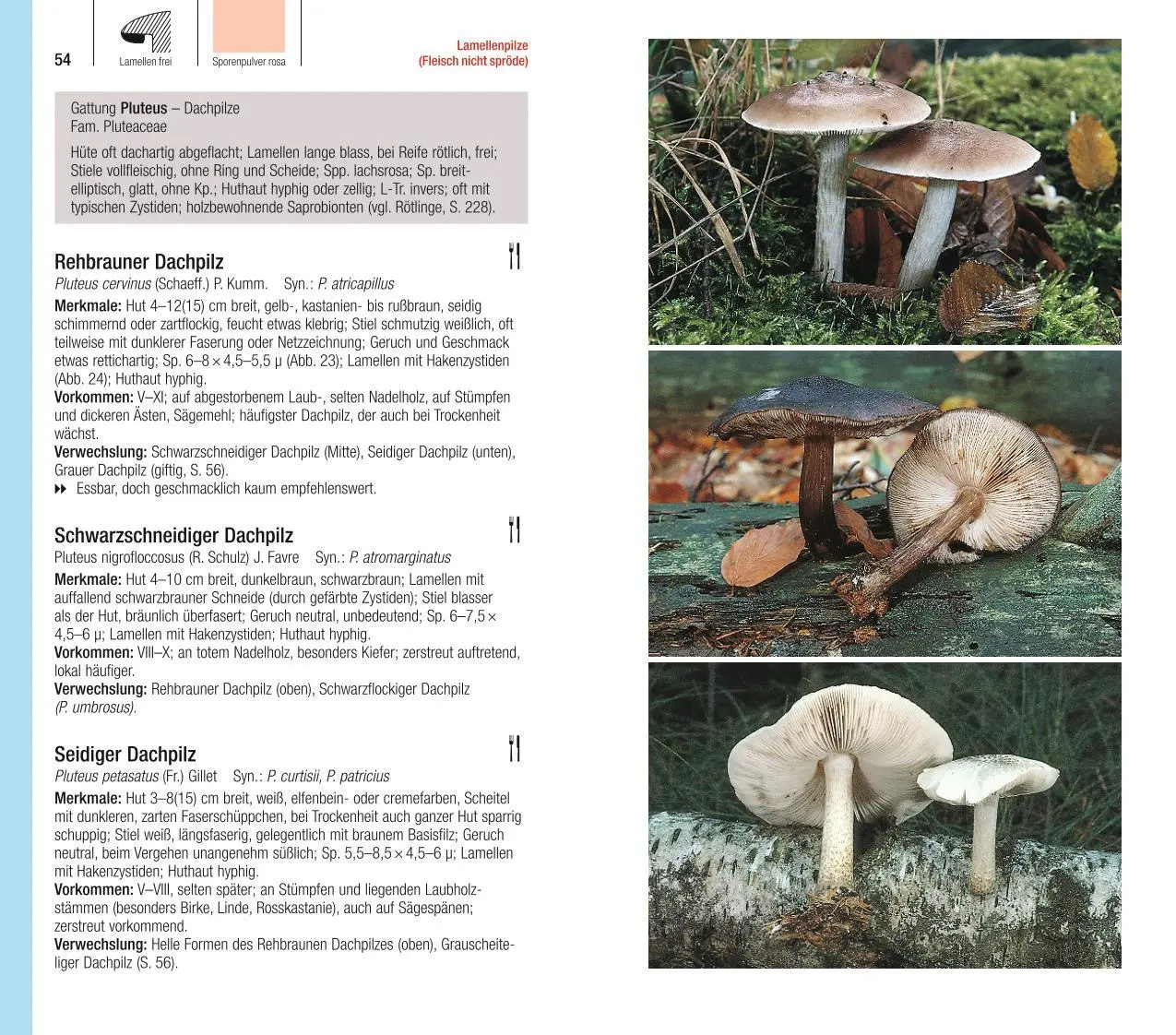 Bild: 9783967470123 | Der große BLV Pilzführer | Ewald Gerhardt | Taschenbuch | 736 S. | BLV