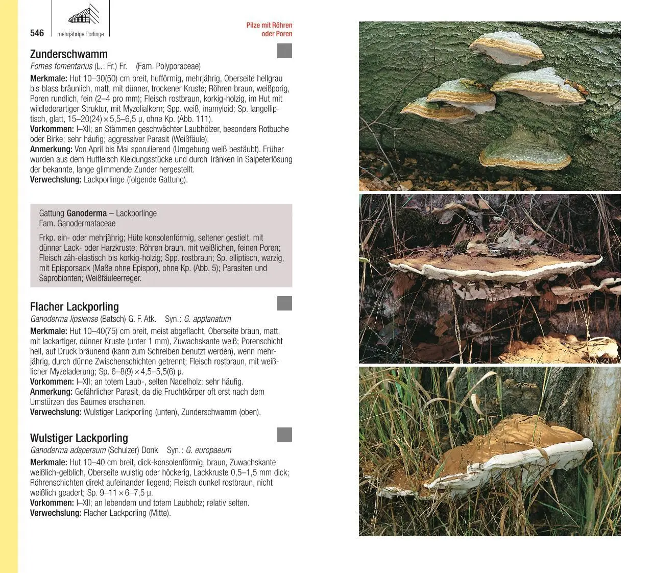 Bild: 9783967470123 | Der große BLV Pilzführer | Ewald Gerhardt | Taschenbuch | 736 S. | BLV