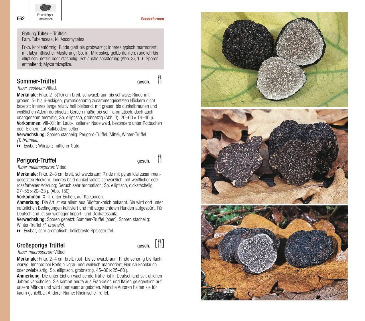 Bild: 9783967470123 | Der große BLV Pilzführer | Ewald Gerhardt | Taschenbuch | 736 S. | BLV