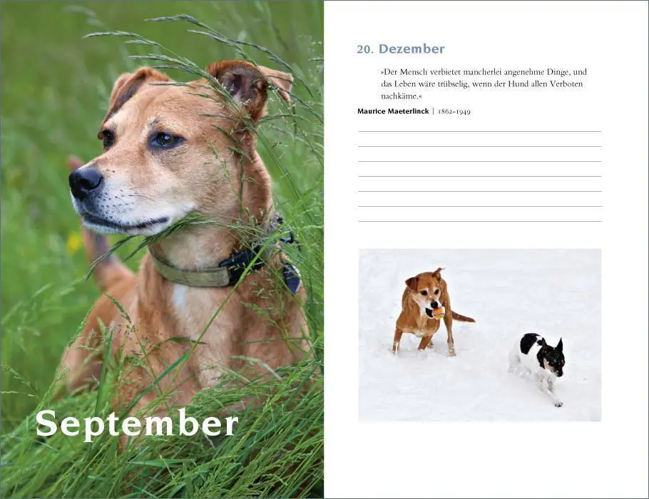 Bild: 9783458360223 | Mit Hunden durch das Jahr | Ein immerwährender Kalender | Dammel