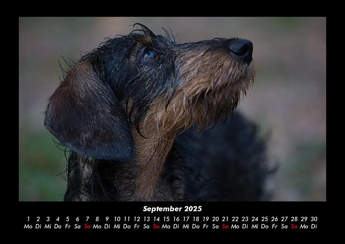 Bild: 9783755980223 | Haustierkalender 2025 Fotokalender DIN A3 | Tobias Becker | Kalender