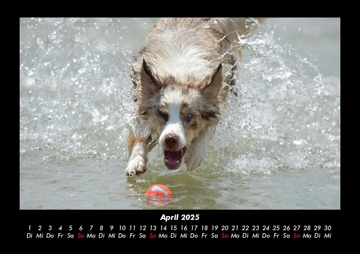 Bild: 9783755980223 | Haustierkalender 2025 Fotokalender DIN A3 | Tobias Becker | Kalender