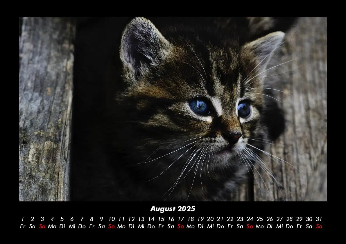 Bild: 9783755980223 | Haustierkalender 2025 Fotokalender DIN A3 | Tobias Becker | Kalender