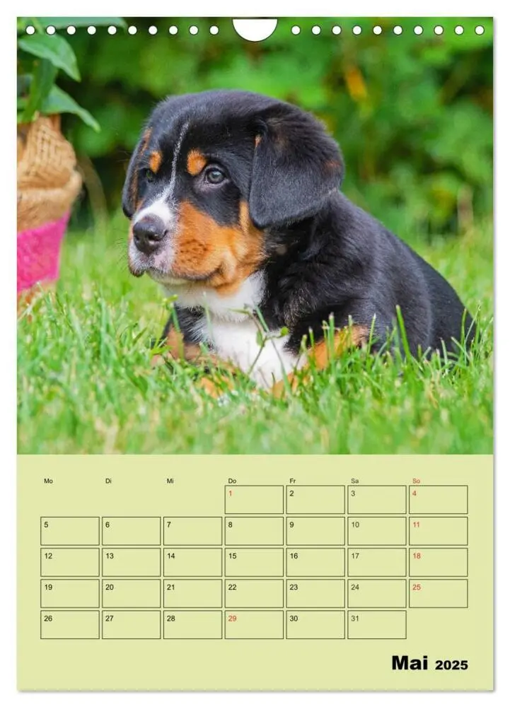Bild: 9783435960323 | Familienplaner Großer Schweizer Sennenhund (Wandkalender 2025 DIN...
