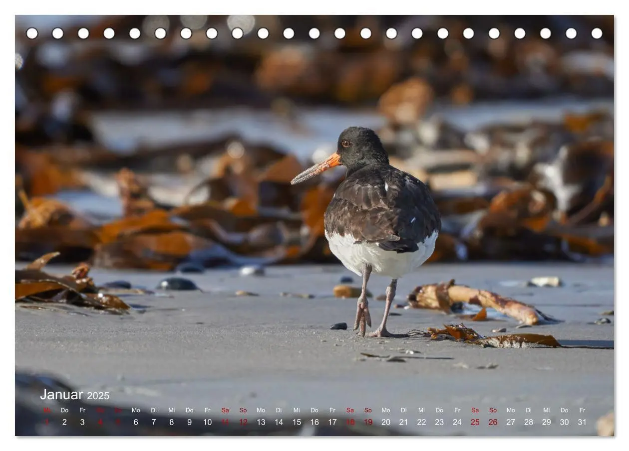 Bild: 9783435020423 | Vögel an Deutschlands Küsten (Tischkalender 2025 DIN A5 quer),...