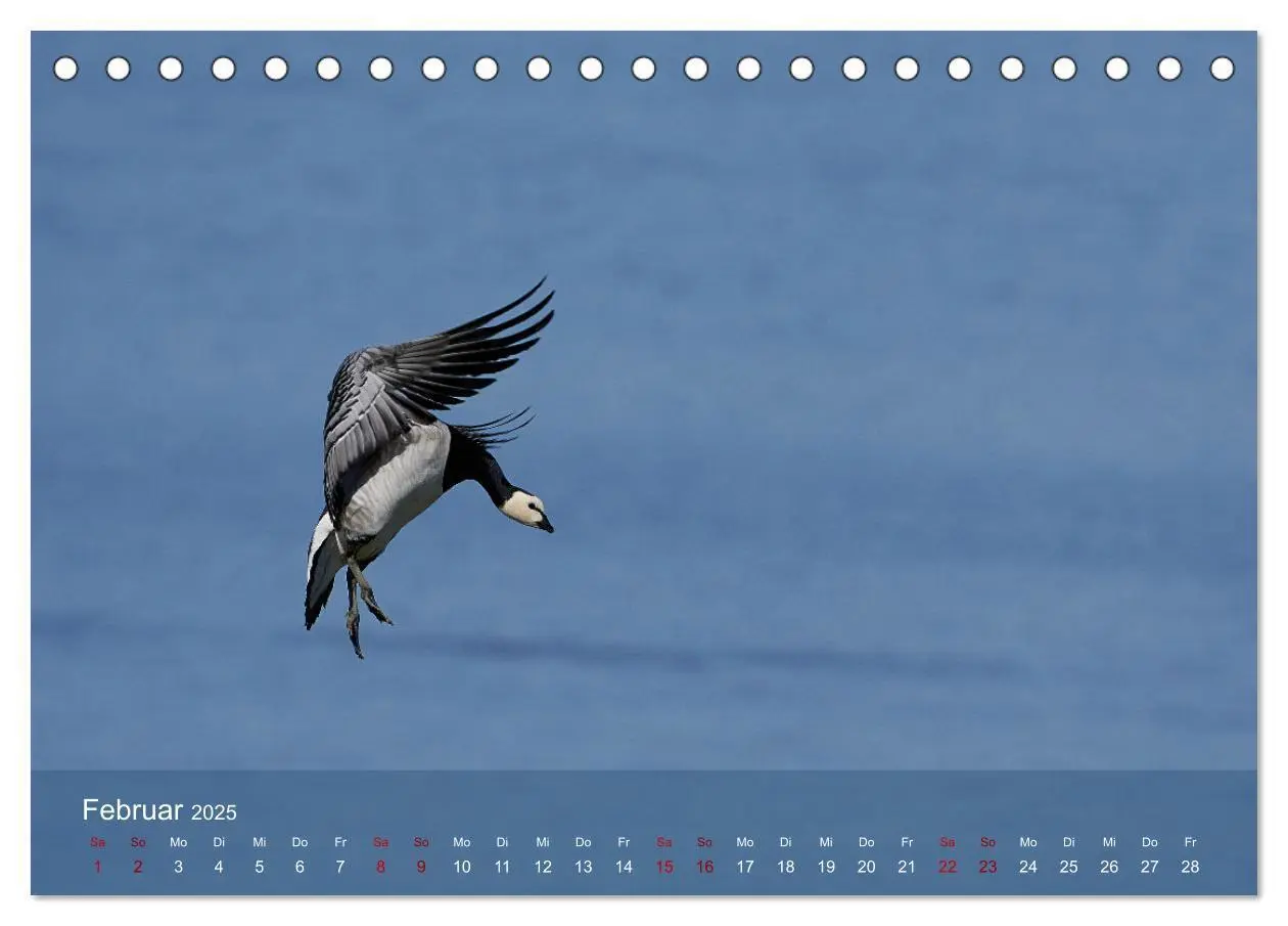 Bild: 9783435020423 | Vögel an Deutschlands Küsten (Tischkalender 2025 DIN A5 quer),...