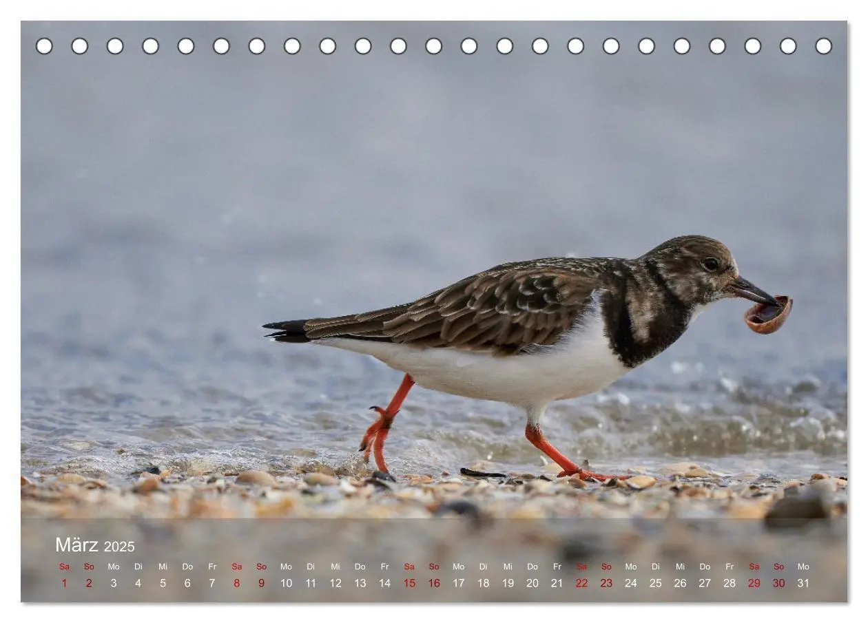 Bild: 9783435020423 | Vögel an Deutschlands Küsten (Tischkalender 2025 DIN A5 quer),...