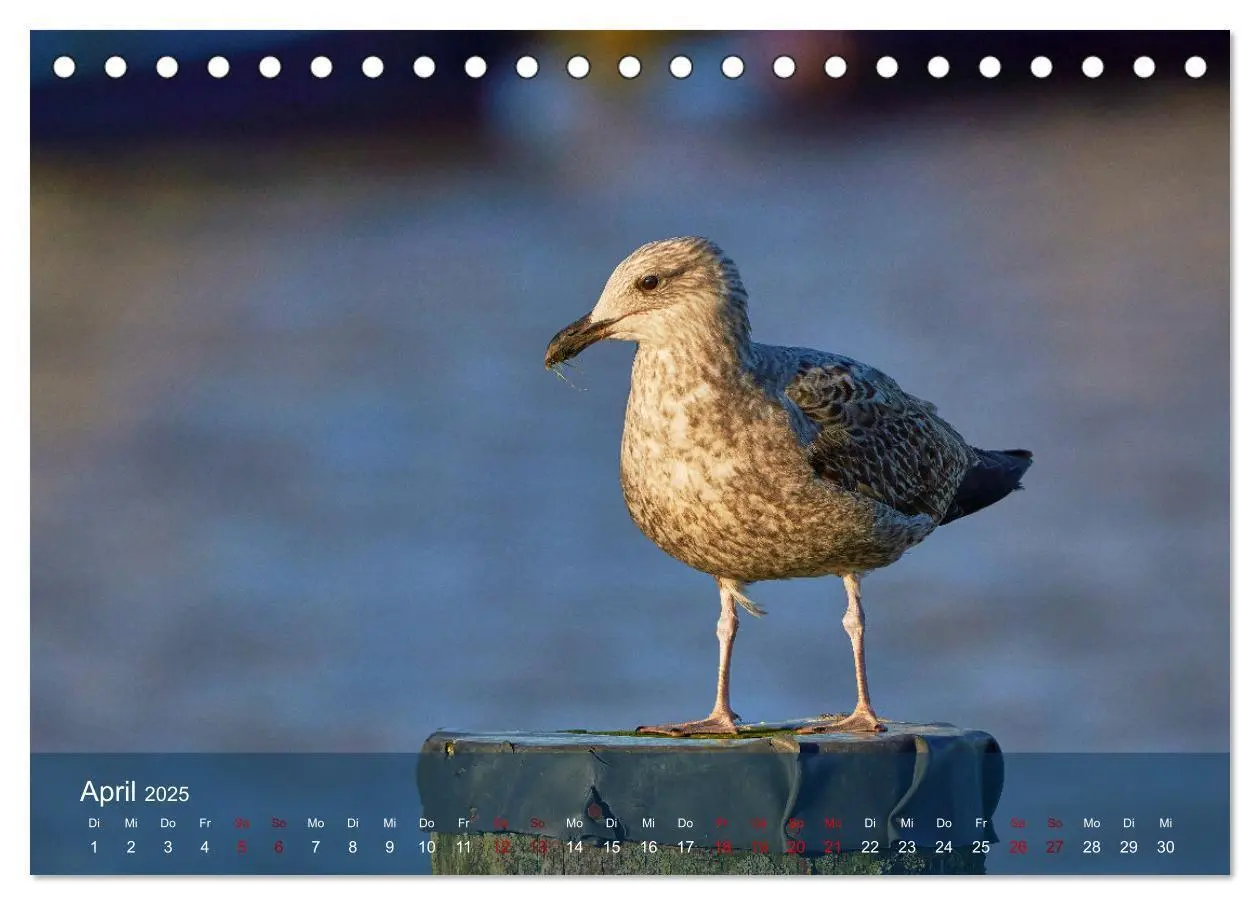 Bild: 9783435020423 | Vögel an Deutschlands Küsten (Tischkalender 2025 DIN A5 quer),...