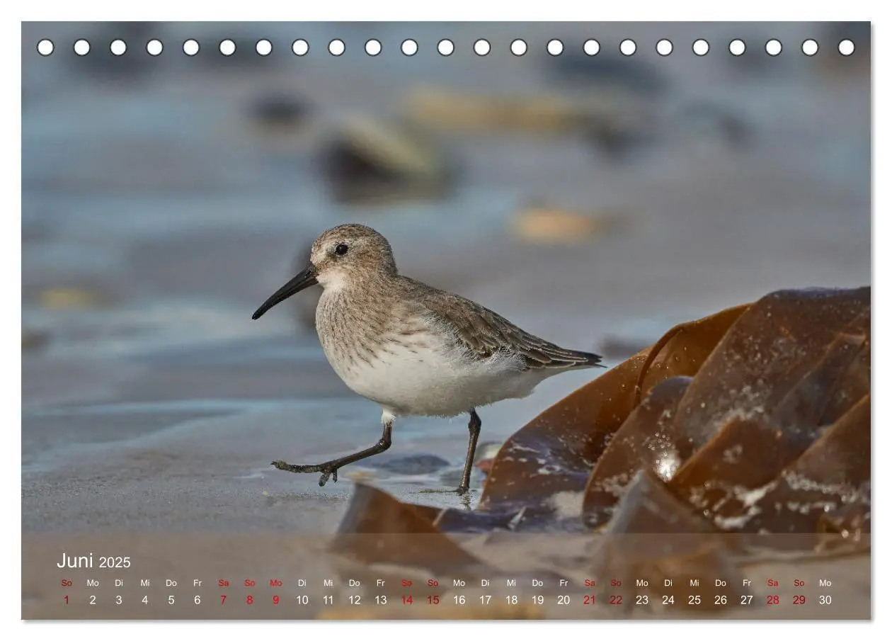 Bild: 9783435020423 | Vögel an Deutschlands Küsten (Tischkalender 2025 DIN A5 quer),...