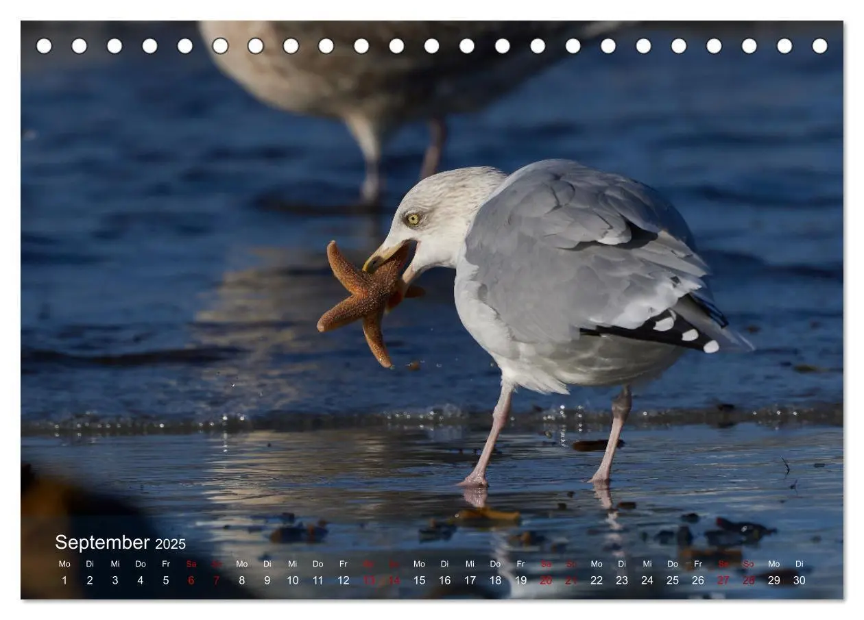 Bild: 9783435020423 | Vögel an Deutschlands Küsten (Tischkalender 2025 DIN A5 quer),...
