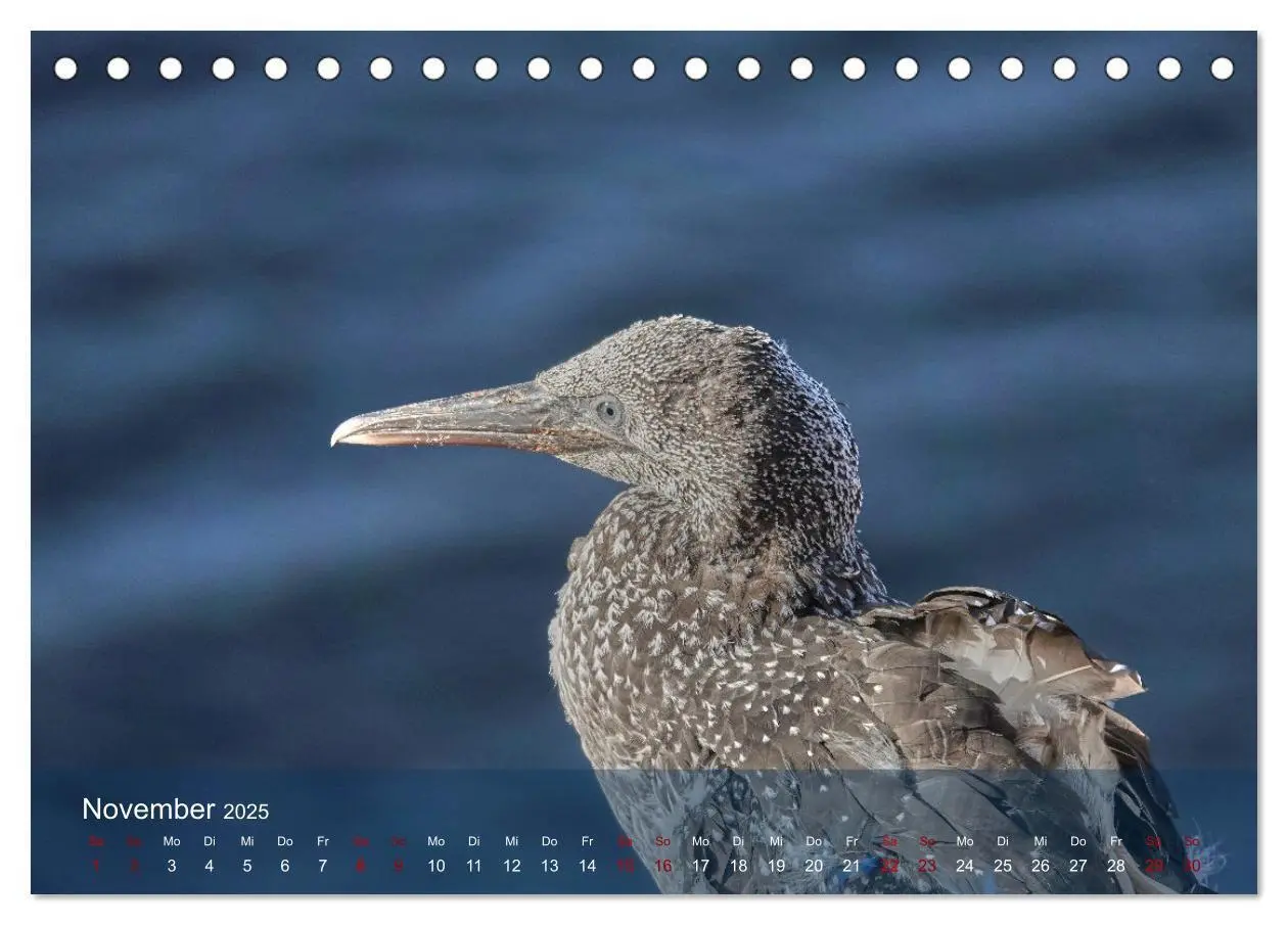 Bild: 9783435020423 | Vögel an Deutschlands Küsten (Tischkalender 2025 DIN A5 quer),...