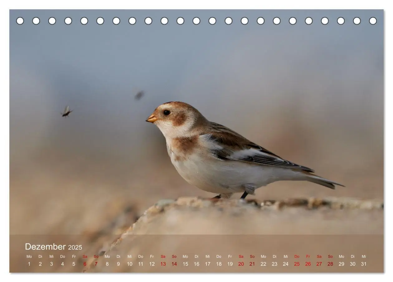 Bild: 9783435020423 | Vögel an Deutschlands Küsten (Tischkalender 2025 DIN A5 quer),...