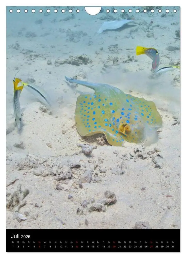 Bild: 9783457030523 | Abtauchen im Roten Meer (Wandkalender 2025 DIN A4 hoch), CALVENDO...