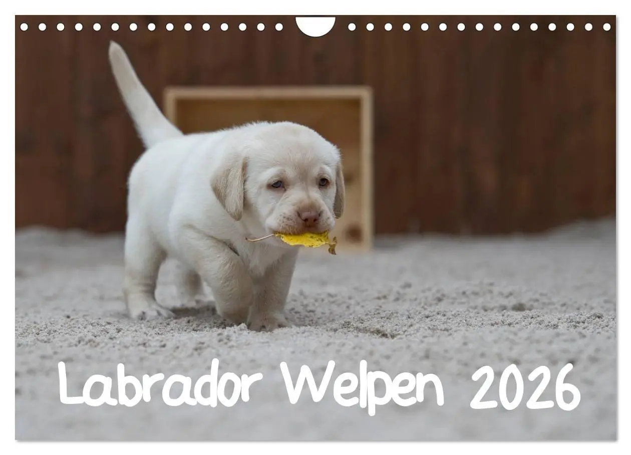 Cover: 9783516110623 | Labrador Welpen (Wandkalender 2026 DIN A4 quer), CALVENDO...