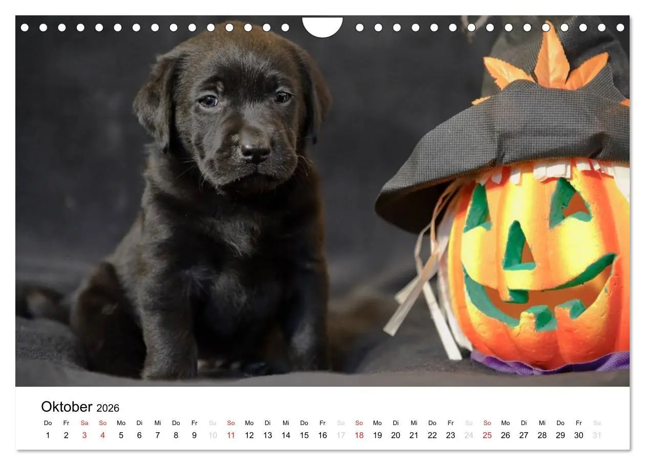 Bild: 9783516110623 | Labrador Welpen (Wandkalender 2026 DIN A4 quer), CALVENDO...