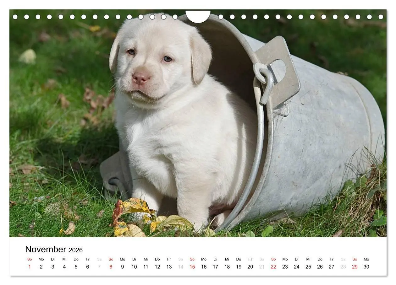 Bild: 9783516110623 | Labrador Welpen (Wandkalender 2026 DIN A4 quer), CALVENDO...