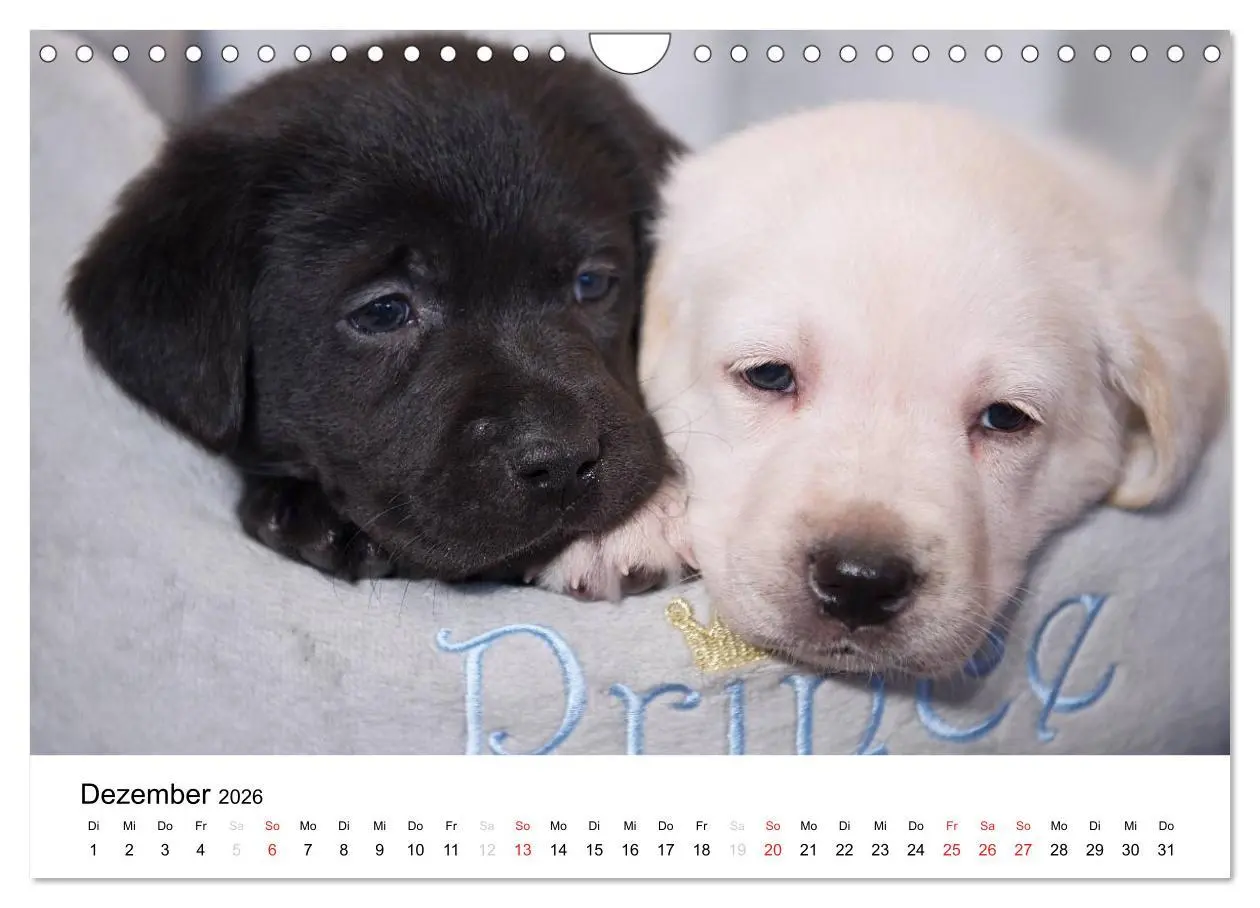 Bild: 9783516110623 | Labrador Welpen (Wandkalender 2026 DIN A4 quer), CALVENDO...