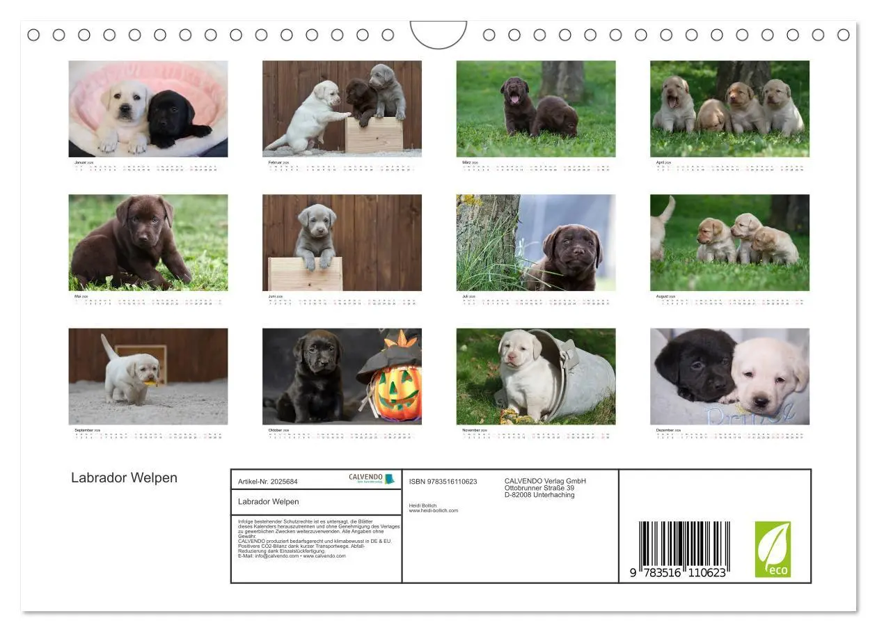 Bild: 9783516110623 | Labrador Welpen (Wandkalender 2026 DIN A4 quer), CALVENDO...
