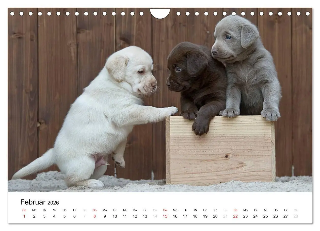 Bild: 9783516110623 | Labrador Welpen (Wandkalender 2026 DIN A4 quer), CALVENDO...