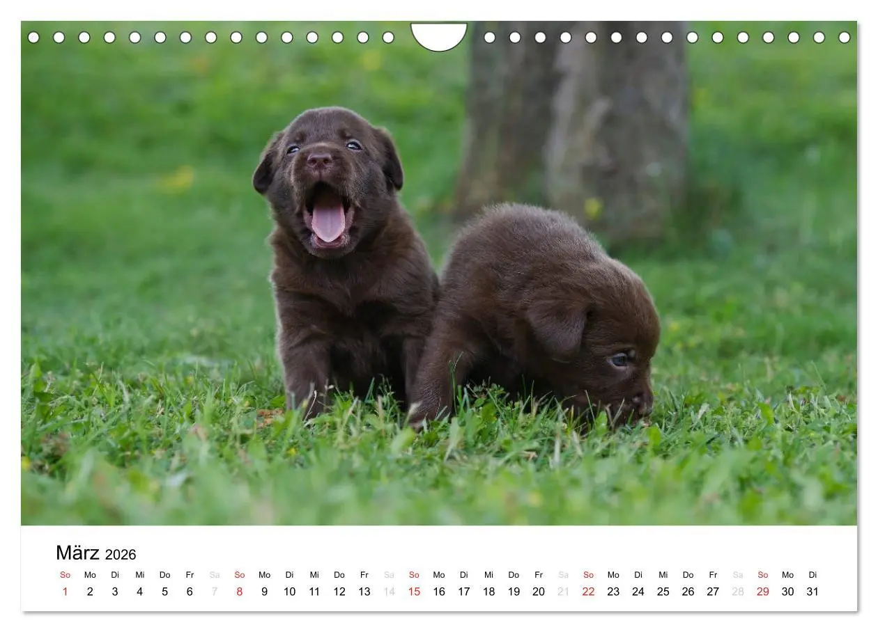 Bild: 9783516110623 | Labrador Welpen (Wandkalender 2026 DIN A4 quer), CALVENDO...
