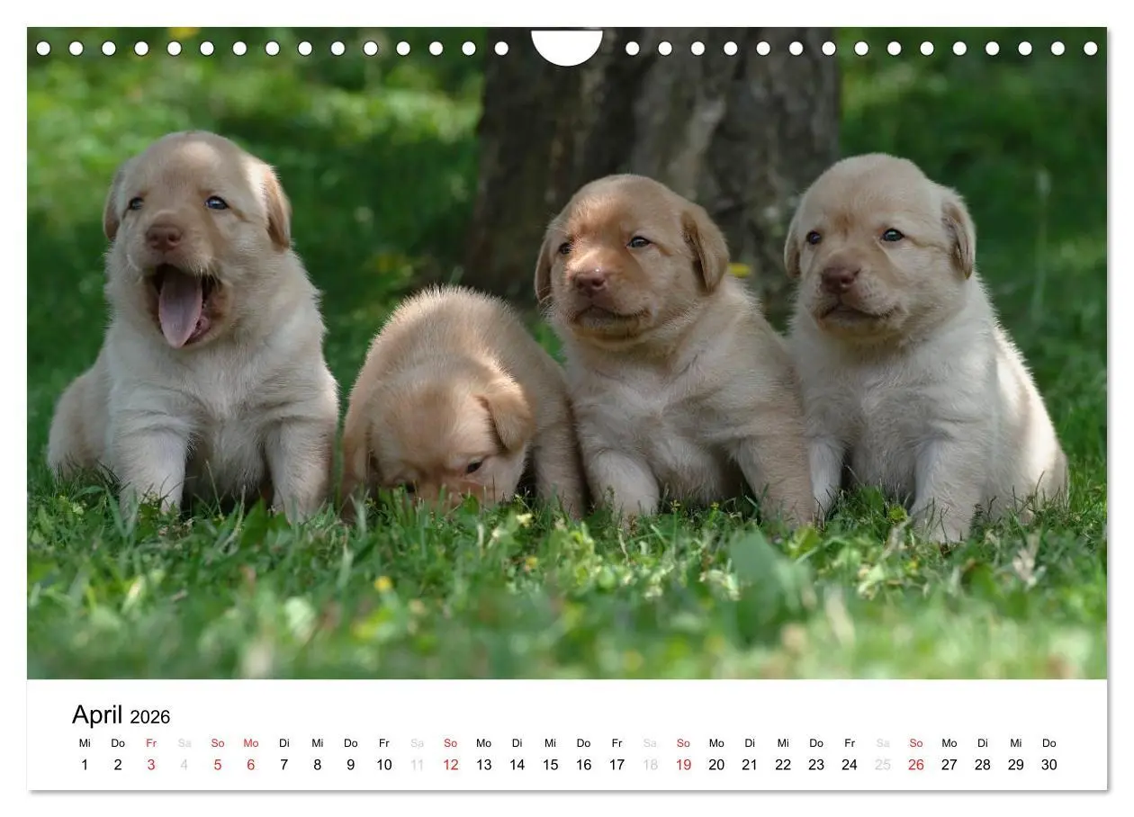 Bild: 9783516110623 | Labrador Welpen (Wandkalender 2026 DIN A4 quer), CALVENDO...