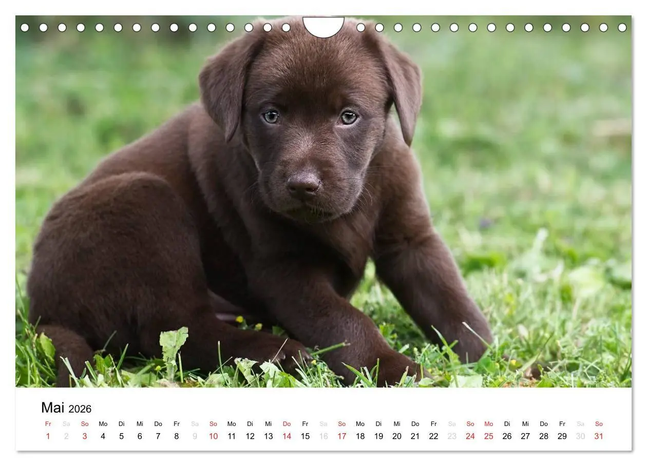 Bild: 9783516110623 | Labrador Welpen (Wandkalender 2026 DIN A4 quer), CALVENDO...