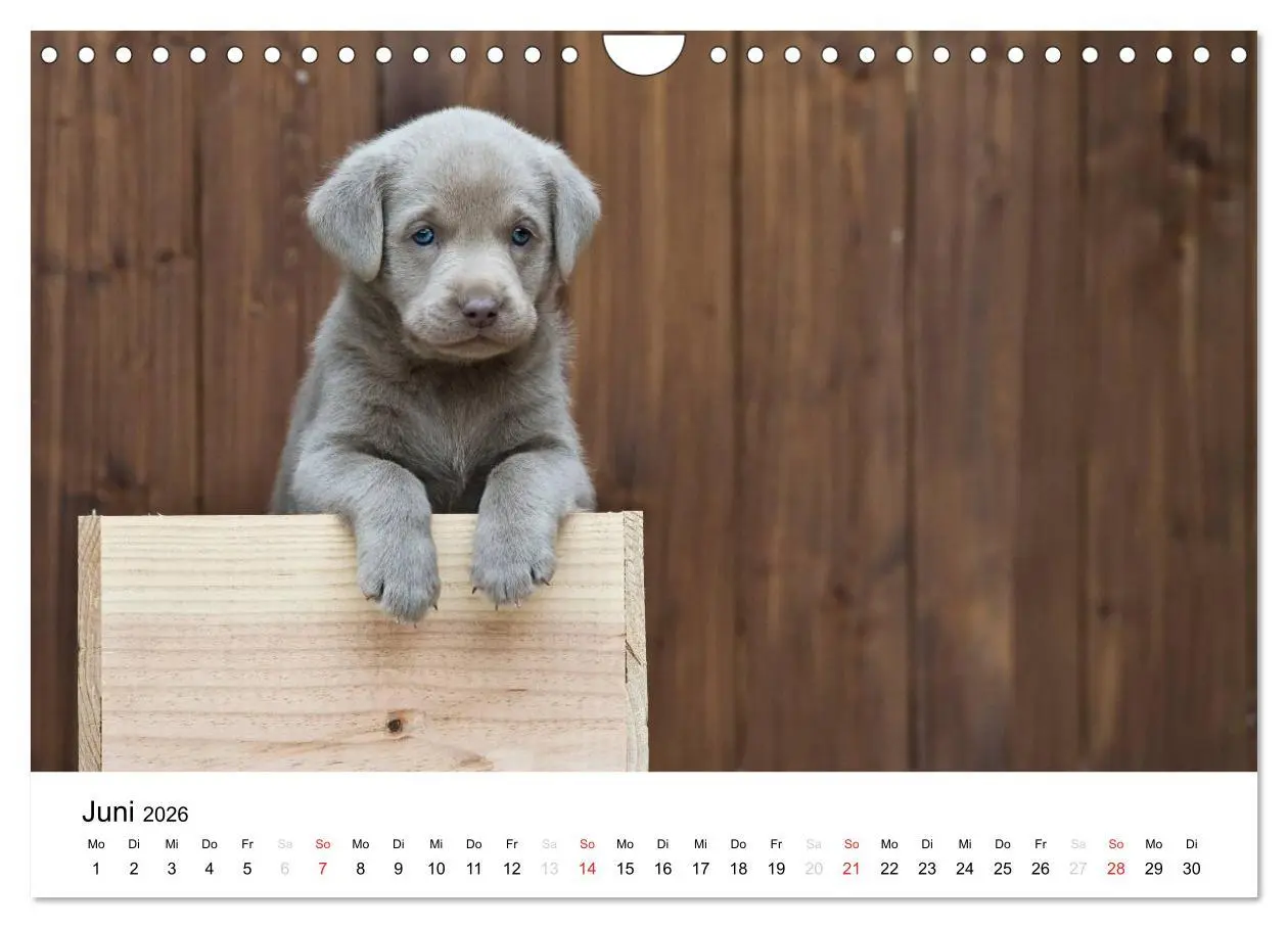 Bild: 9783516110623 | Labrador Welpen (Wandkalender 2026 DIN A4 quer), CALVENDO...